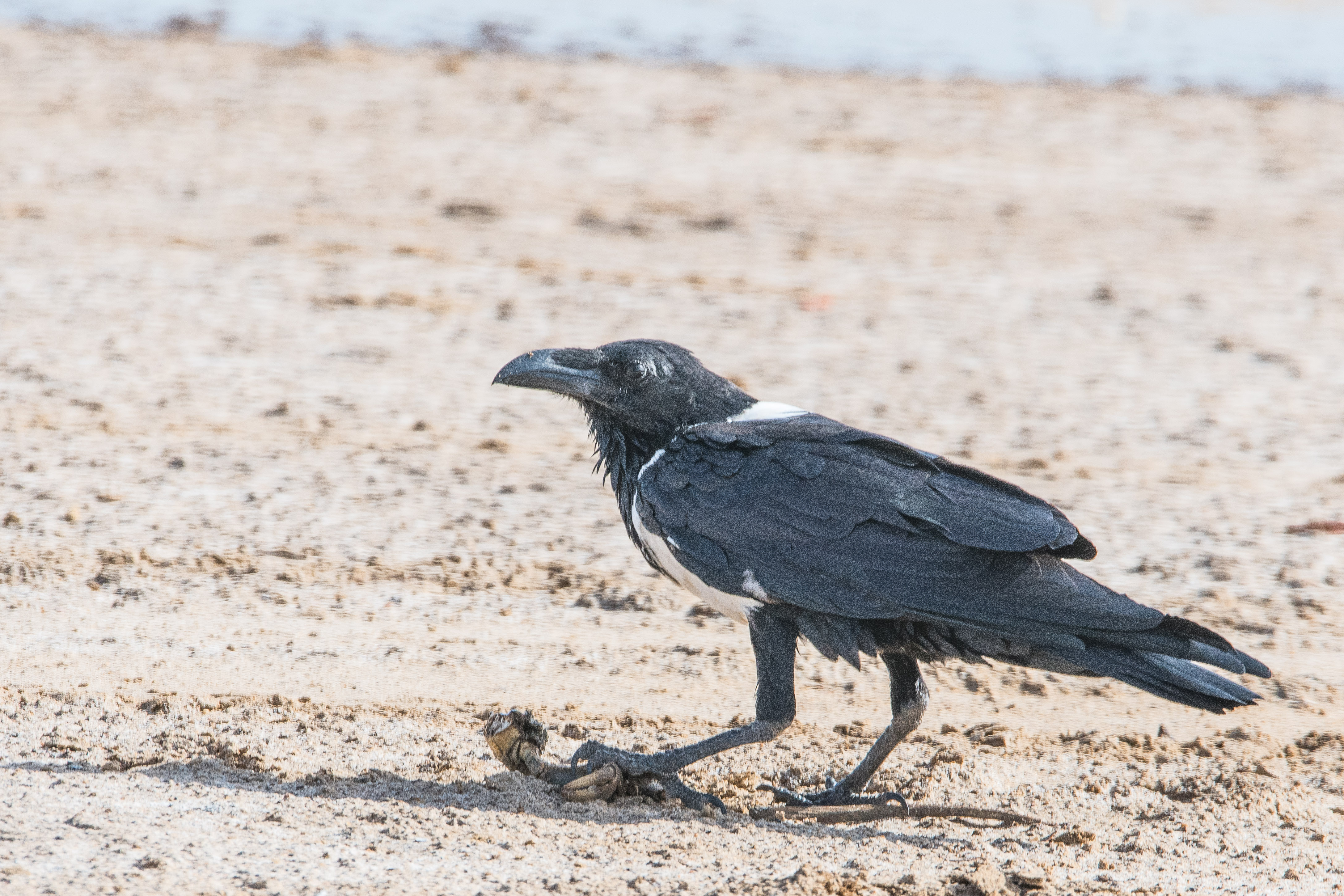 Corbeau Pie (Pied Crow, Corvus Alba), adulte consommant un crabe violoniste mort, Réserve Naturelle d'Intérêt Communautaire de la Somone. 